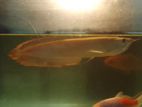 Arawana Fish