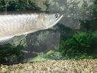 Silver Arowana Fish