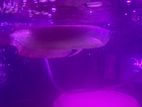 Arowana Fish