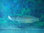 Arawana Fish