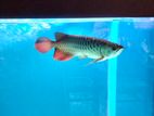 Arowana Fish
