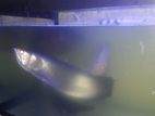 Arowana Fish