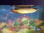 Arowana Fish