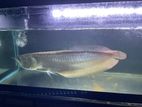 Arowana