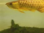 Arowana Fish