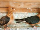 Pigeon