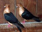 Archangel Pigeon