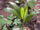 Areca (BATHAI)PALM Plants
