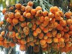 Areca Nut Plant