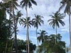 (ARN293) Beach Front 166.6 P Super Land Sale At Rekewa Tangale