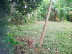 (ARN408) 57P Bare Land Sale At Facing 20 Ft Rd Near Polhengoda Col 05