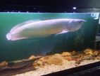 Arovana Fish 2.5 Feet