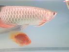 Arowana 24kt Golden Cross Back
