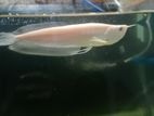 Arowona (Albino ) Fish