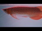 Arowana Blood Red