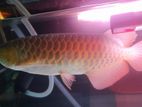 Arowana Blood Red