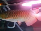 Arowana Blood Red