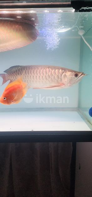 Arowana Cross Back for Sale in Colombo 2 | ikman