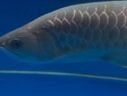 Arowana Cross Back