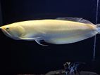 arowana fish albino red eye