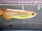 Arowana Fish