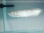 Arowana Fish