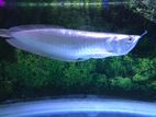 Arowana Fish