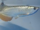 Arowana Fish