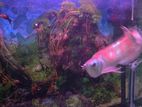 Arowana Fish