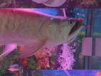Arowana Fish