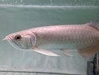 Arowana Fish