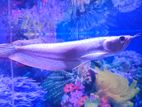 Arowana Fish