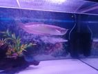 Arowana Fish