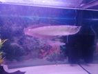 Arowana Fish