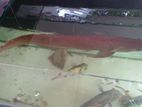Arowana Fish