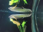 Arowana Fish