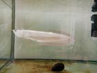 Arowana Fish