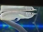 Arowana Fish