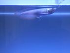 Arowana Fish