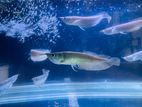 Arowana Fish