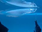 Arowana Fish