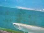 Arowana Fish