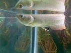 Arowana fish
