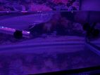 Arowana Fish