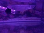 Arowana Fish