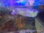 Arowana fish