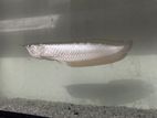 Arowana fish