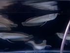 Arowana Fish