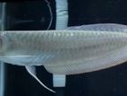 Arowana Fish