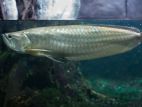 Arowana fish